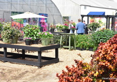 HilverdaKooij at American Takii.